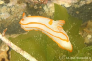 キンセンウミウシ Gymnodoris amakusana