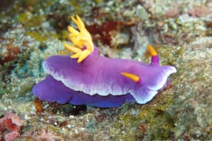 Hypselodoris apolegma