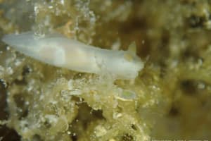 キヌハダウミウシ属の仲間 Gymnodoris spp.