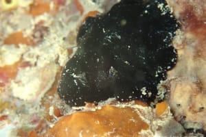 ホンクロシタナシウミウシ Dendrodoris nigra