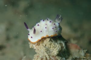 Mexichromis multituberculata