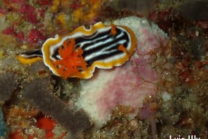 Chromodoris magnifica