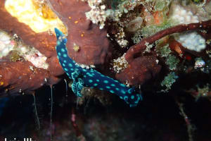 トサカリュウグウウミウシ Nembrotha cristata