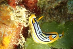 Chromodoris colemani