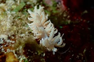 フィロデスミウム・クリプティクム Phyllodesmium crypticum