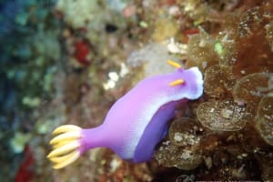 Hypselodoris apolegma