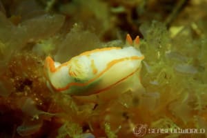 キンセンウミウシ Gymnodoris amakusana