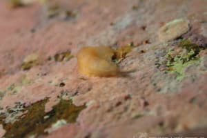 キヌハダウミウシ属の仲間 Gymnodoris spp.