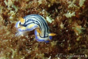 Hypselodoris maritima