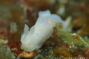 Gymnodoris sp. 3