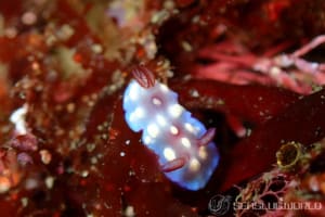 Goniobranchus hintuanensis