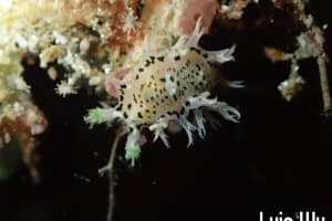 ホクヨウウミウシ属の一種 7 Tritonia sp. 7