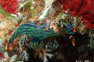 アカフチリュウグウウミウシ Nembrotha kubaryana