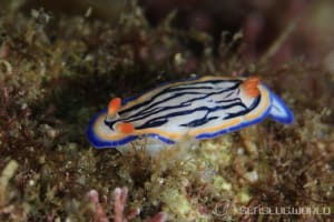 リュウモンイロウミウシ Hypselodoris maritima