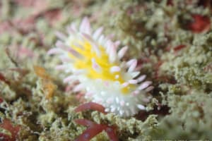 Cadlinella subornatissima