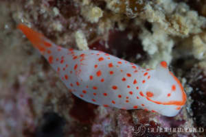 アカボシウミウシ Gymnodoris alba
          loading=