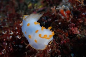 キイボキヌハダウミウシ Gymnodoris impudica