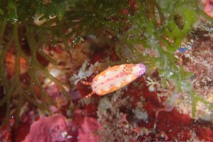 センテンイロウミウシ Hypselodoris decorata