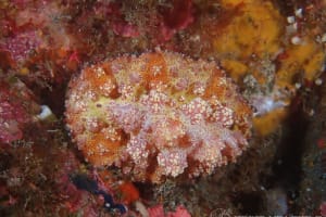 アデヤカイボウミウシ Phyllidiopsis cardinalis