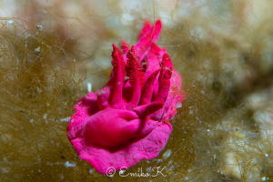 Ceratodoris atkinsonorum