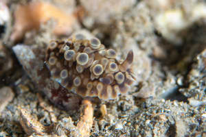 ミヤコウミウシ Dendrodoris krusensternii