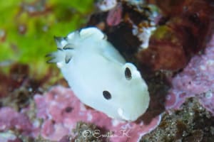 Glossodoris angasi