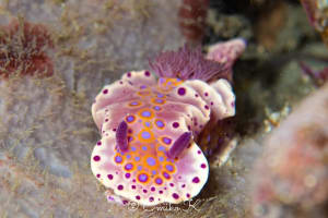 ケラトソマ・ブレヴィカウダトゥム Ceratosoma brevicaudatum