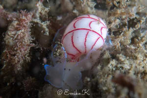 ベニシボリ Bullina lineata