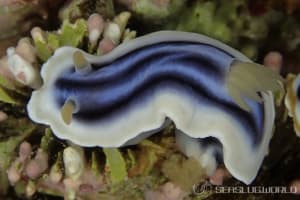 クロシオイロウミウシ Chromodoris sp. 3