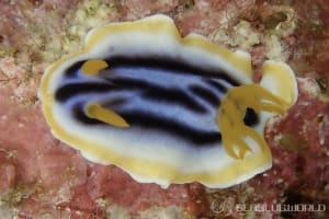 クロシオイロウミウシ Chromodoris sp. 3