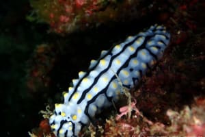 タテヒダイボウミウシ Phyllidia varicosa