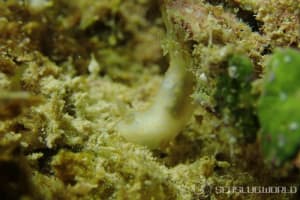 キヌハダウミウシ属の仲間 Gymnodoris spp.