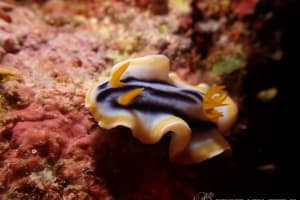 クロシオイロウミウシ Chromodoris sp. 3