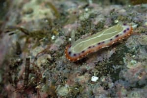 セトイロウミウシ Goniobranchus setoensis