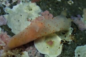 キヌハダウミウシ属の仲間 Gymnodoris spp.