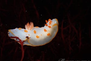 キイボキヌハダウミウシ Gymnodoris impudica