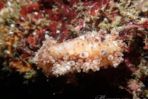 マンリョウウミウシ Carminodoris armata