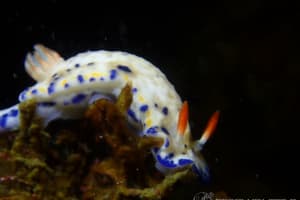 サガミイロウミウシ Hypselodoris sagamiensis