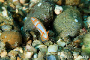 キンセンウミウシ Gymnodoris amakusana