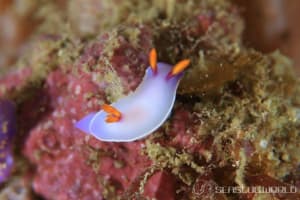 ゾウゲイロウミウシ Hypselodoris bullockii