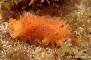 ヒメマダラウミウシ Dendrodoris guttata