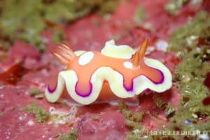 キベリアカイロウミウシ Mexichromis pusilla