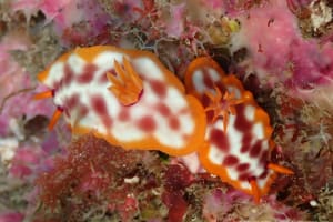 サビウライロウミウシ Hypselodoris purpureomaculosa