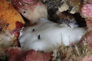 ユキダマウミウシ Hiatodoris fellowsi