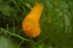 キヌハダウミウシ Gymnodoris inornata