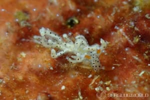 スベスベジョオウミノウミウシ Eubranchus sp. 1