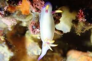 Hypselodoris bullockii