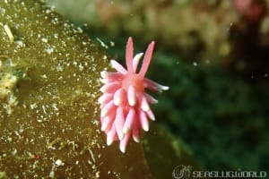 ヒロウミウシ Ceratodoris hiroi