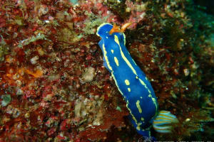 アオウミウシ Hypselodoris festiva