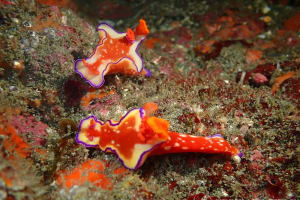 フタイロニシキウミウシ Ceratosoma bicolor